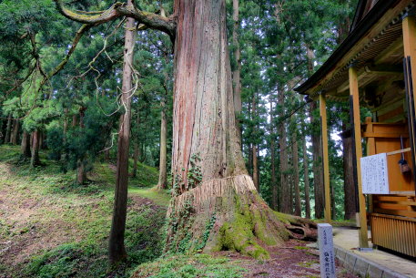 仙竜神社の大杉