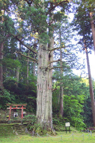 田井諏訪神社の大杉