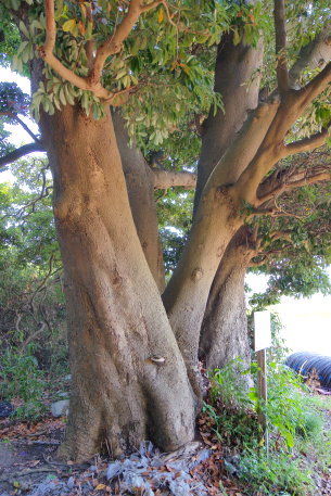 赤塚のタブノキ