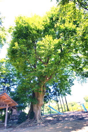 桜井神社のケヤキ　No1