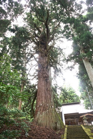 羽黒神社の周防杉