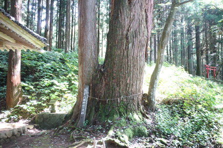 古岐八幡神社の大杉