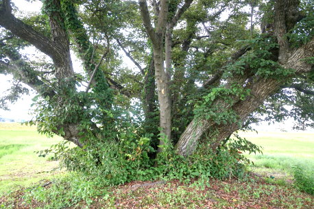 片桐町の菩提樹