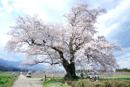 新田原の桜