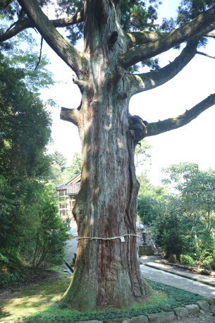 西海老坂神明社の大杉