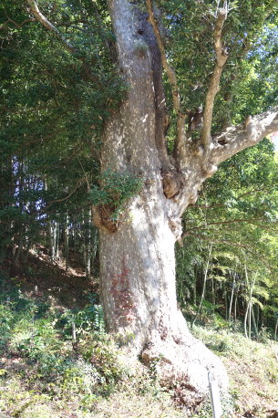 地蔵院のカゴノキ