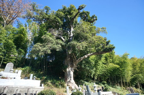 地蔵院のカゴノキ