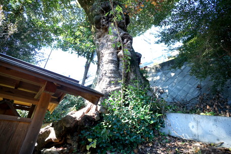 十日の森のタブノキ