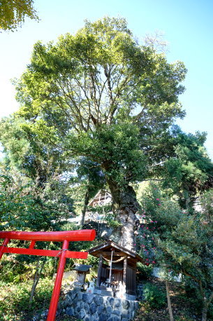 十日の森のタブノキ