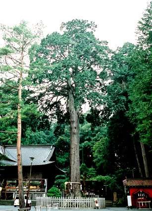 富士浅間神社の夫婦ヒノキ