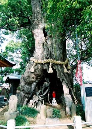 妻田のクスノキ