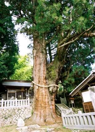 大湫神明神社の大杉