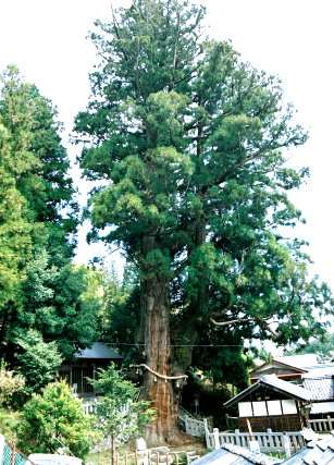 大湫神明神社の大杉
