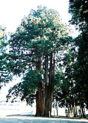 外丸矢放神社の八本杉