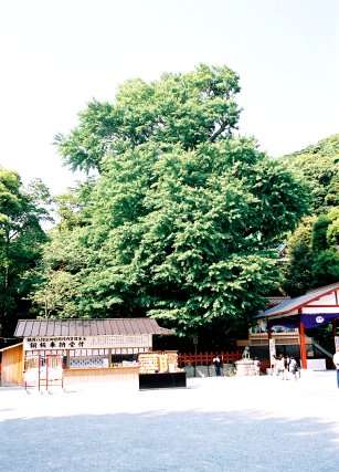 鶴岡八幡宮の大イチョウ