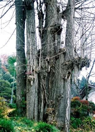 天正寺のイチョウ