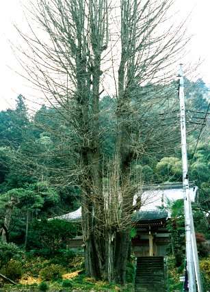 天正寺のイチョウ