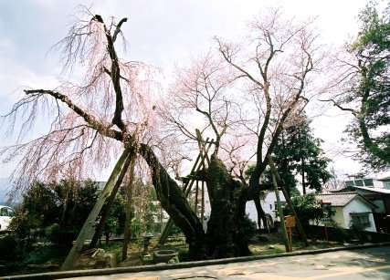 桜丸御殿址のヒガンザクラ
