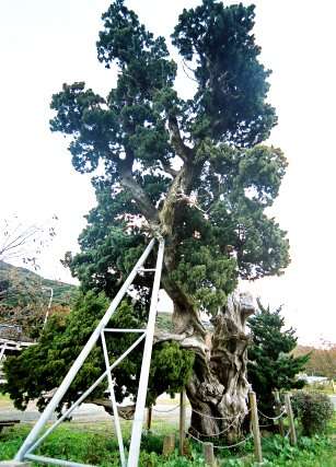 加畑賀茂神社のビャクシン