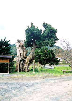 加畑賀茂神社のビャクシン