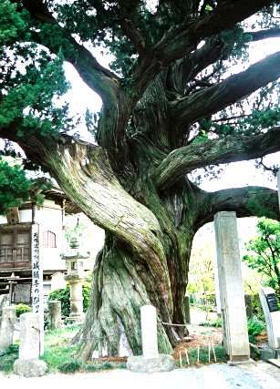 城願寺のビャクシン