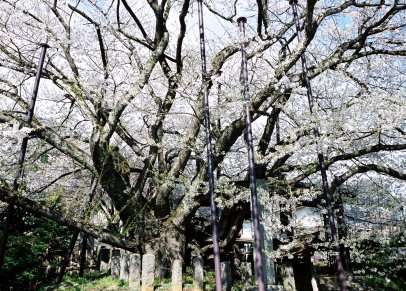 素桜神社の神代桜