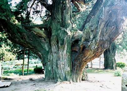建長寺のビャクシン