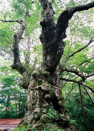 熊野皇太神社の科の木