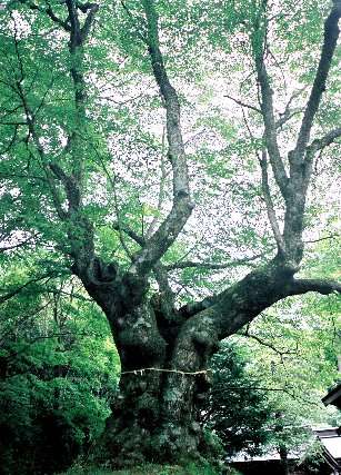 熊野皇太神社の科の木
