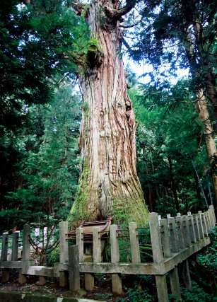 熊野神社の大杉
