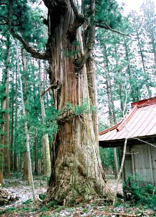 北野神社の大杉