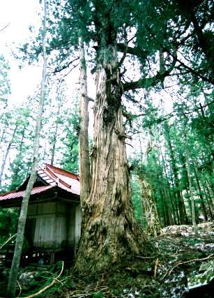 北野神社の大杉