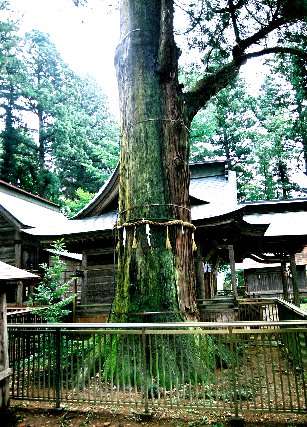 近津神社の鉾杉