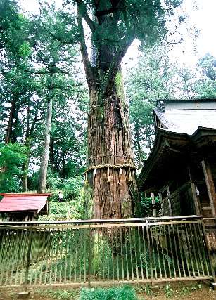 近津神社の鉾杉