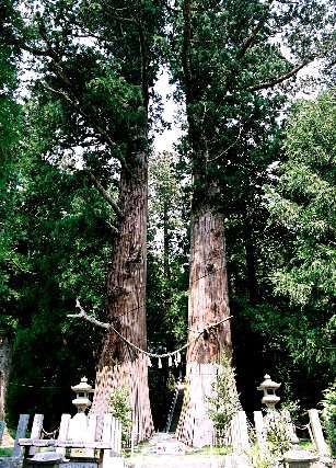 諏訪神社の翁杉・媼杉