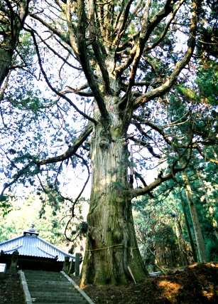 常膳寺の姥杉