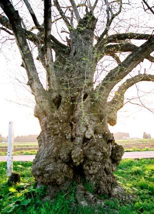 一里塚のサイカチ