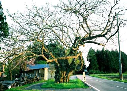 一里塚のサイカチ