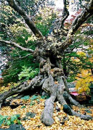 薬師寺の石割楓