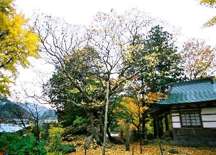 薬師寺の石割楓