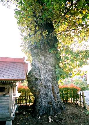 上村のカシワ