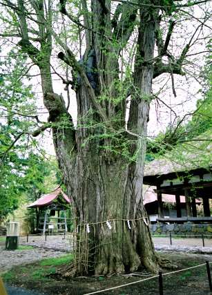 新宮熊野神社の大イチョウ