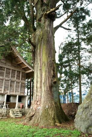 多賀神社の姥木