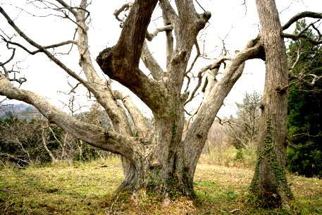 館越山神社のミズナラ