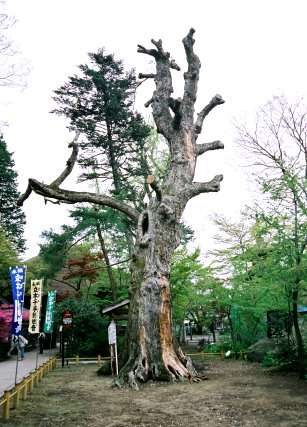 恵隆寺のアオナラガシワ