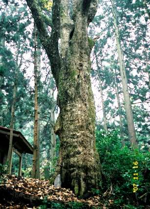 名高のナラガシワ