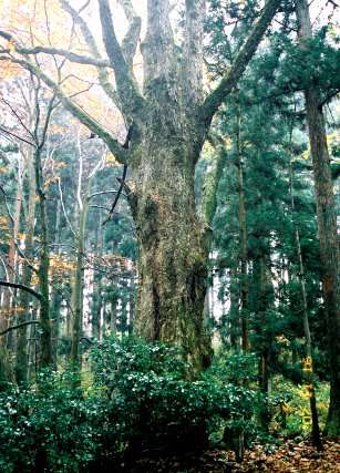 名高のナラガシワ