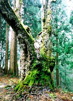 大石田のおなかなし
