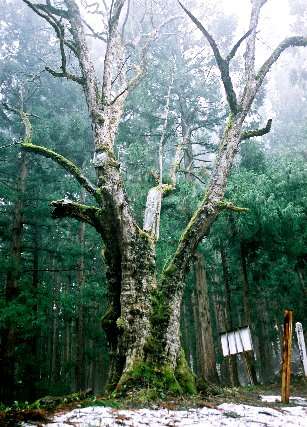 大石田のおなかなし