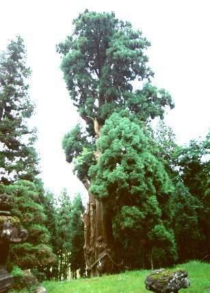 津金沢の大杉